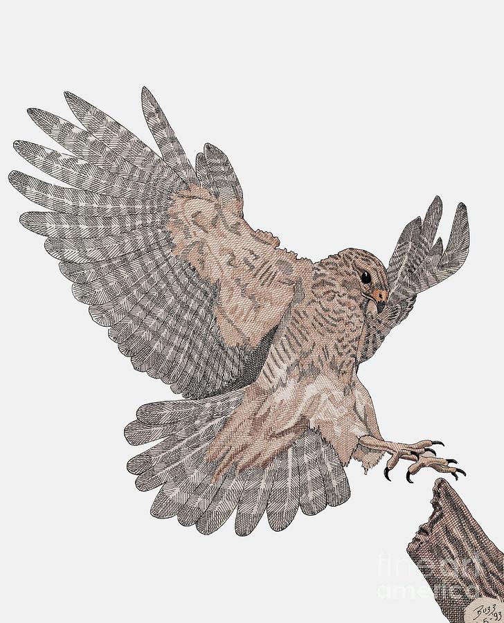 728x900 Hawk Landing Drawing - Flying Hawk Drawing