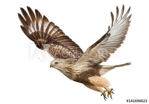 500x350 Hawk Flying Hand Draw And Paint Color On White Background Vector - Flying Hawk Drawing