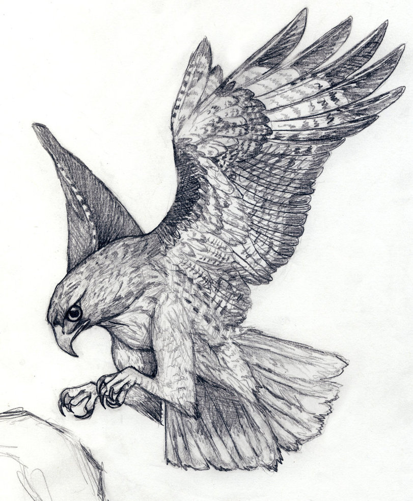 811x984 Crow Drawing Hawk For Free Download - Flying Hawk Drawing