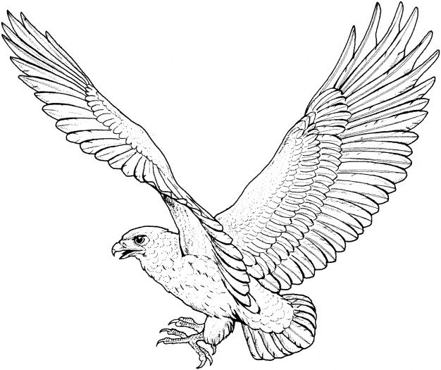 626x525 swooping falcon tattoos flying hawk tattoo outline flying hawk - Flying Hawk Drawing