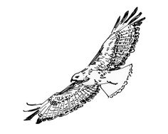 236x188 Best Tattoo Images Hawk Tattoo, Falcon Tattoo, Bird Tattoos - Flying Hawk Drawing