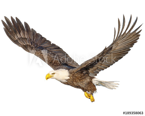 500x400 Bald Eagle Flying Hand Draw And Paint Color On White Background - Flying Hawk Drawing