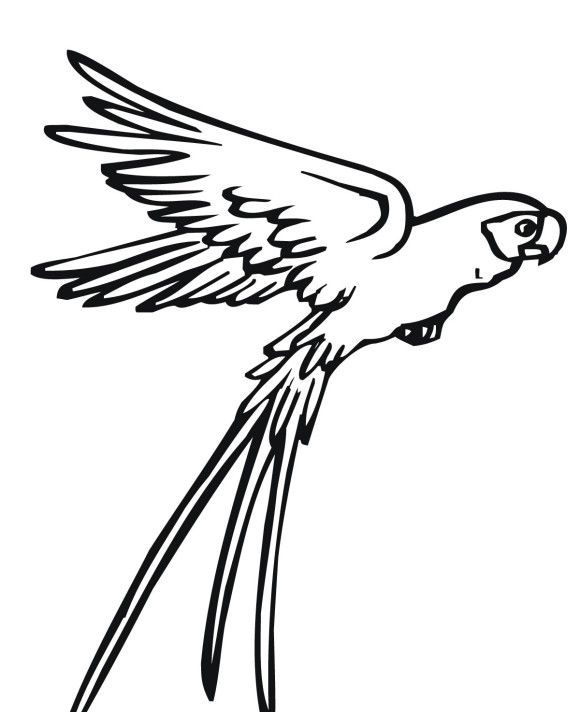 580x712 Flying Parrot Drawing - Flying Parrot Drawing