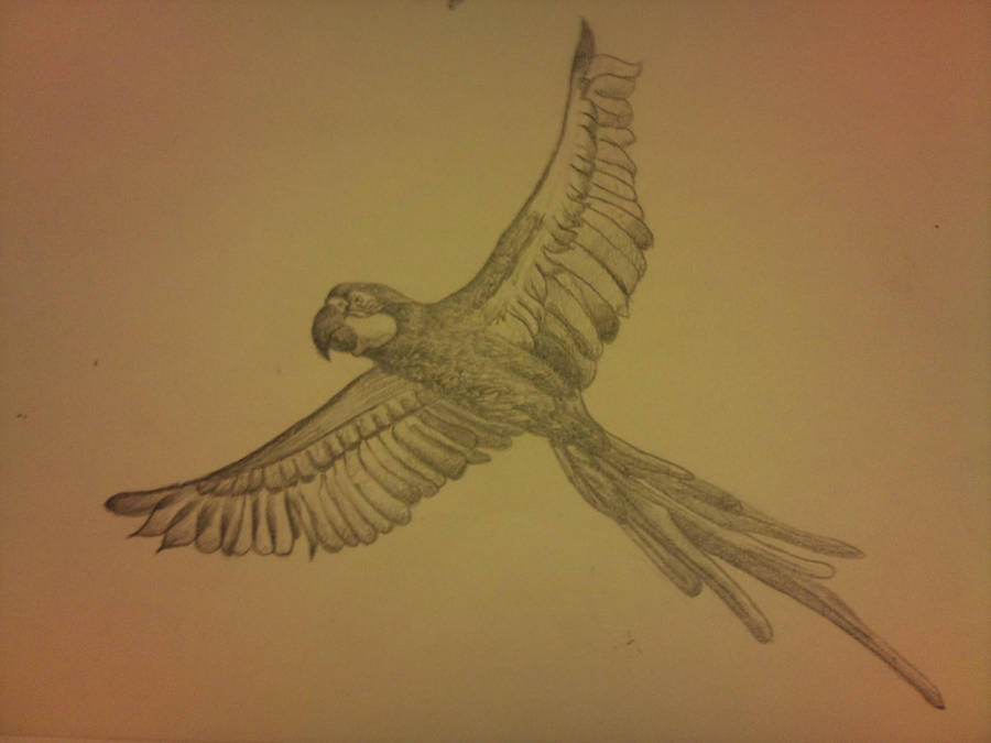 900x675 Parrot Flying Drawing - Flying Parrot Drawing