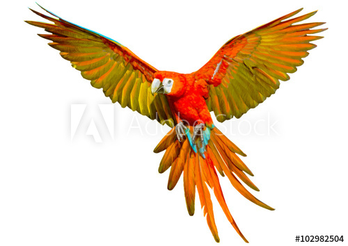 500x354 Parrot Flying Hand Draw And Paint On White Background Vector - Flying Parrot Drawing