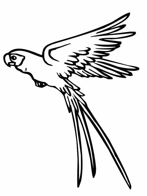 600x800 Parrot Is Flying Coloring - Flying Parrot Drawing