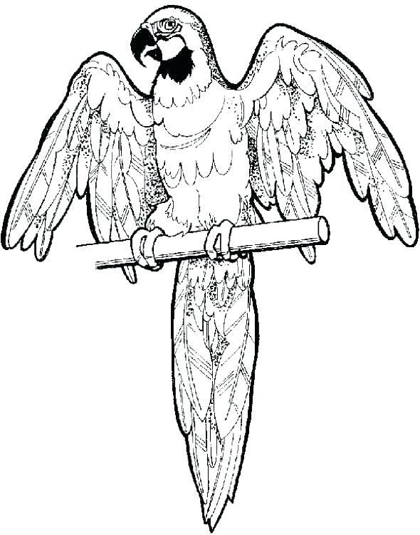 590x751 pirate parrot coloring pages pirate parrot coloring pages flying - Flying Parrot Drawing