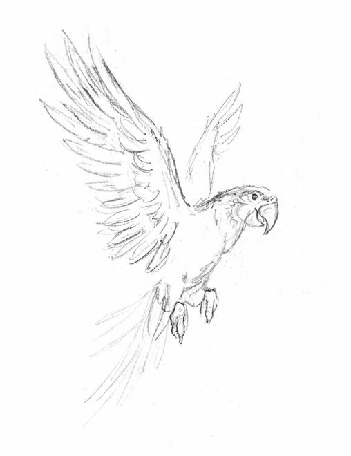 508x660 Flying Parrot Art Ideas Art Drawings, Bird Drawings, Animal - Flying Parrot Drawing