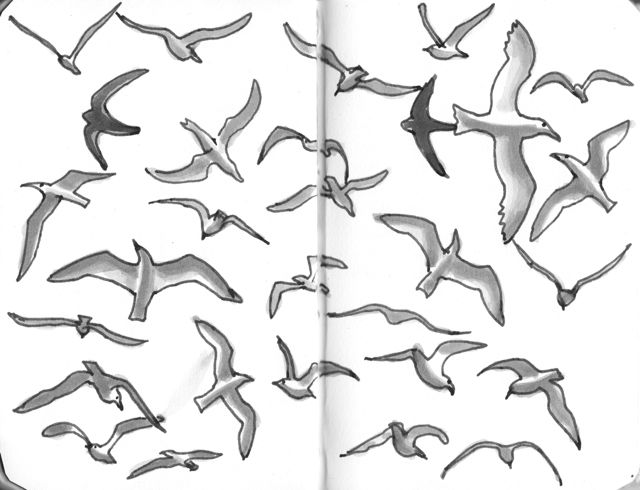 640x490 Birds Flying, Pigs Not Mostly Drawing - Flying Seagull Drawing