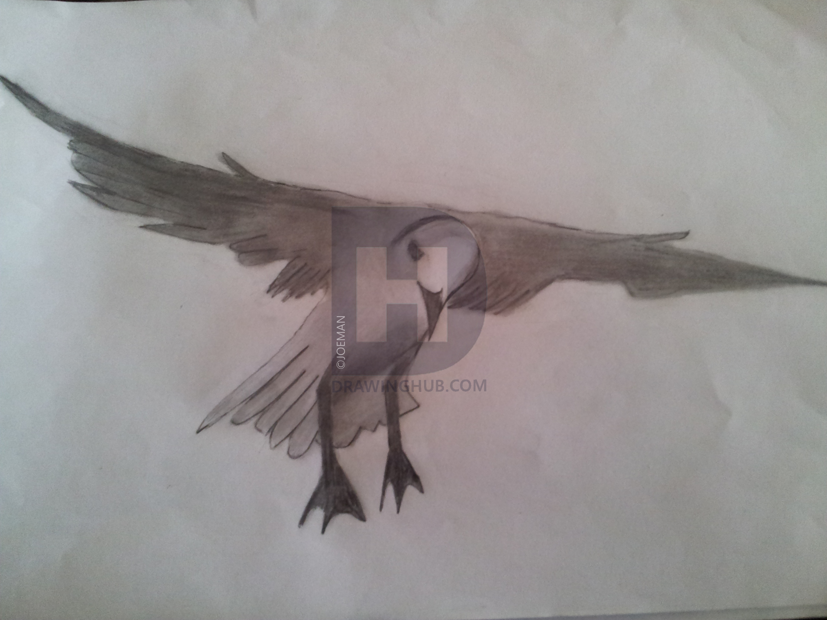 3264x2448 How To Draw A Flying Seagull, Step - Flying Seagull Drawing