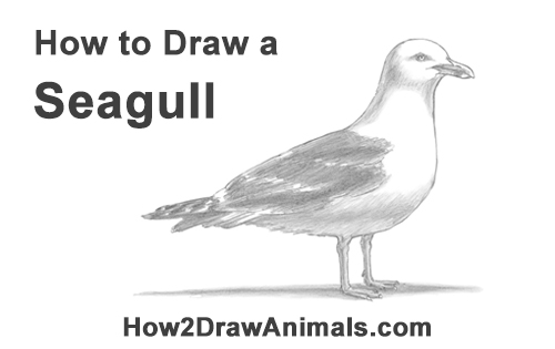 500x315 How To Draw A Seagull - Flying Seagull Drawing