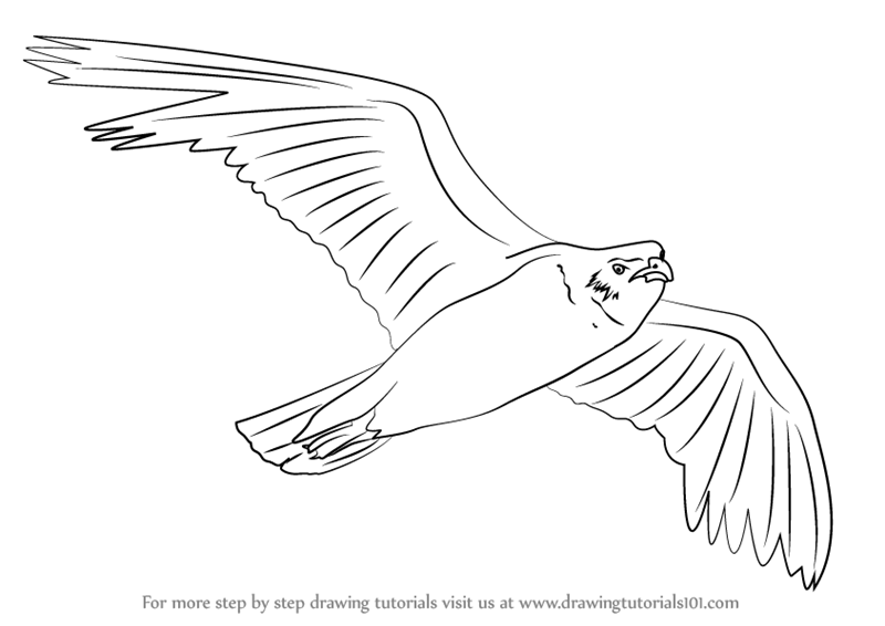 800x566 Learn How To Draw A Seagull Flying - Flying Seagull Drawing