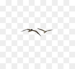 260x240 Seagull Png - Flying Seagull Drawing