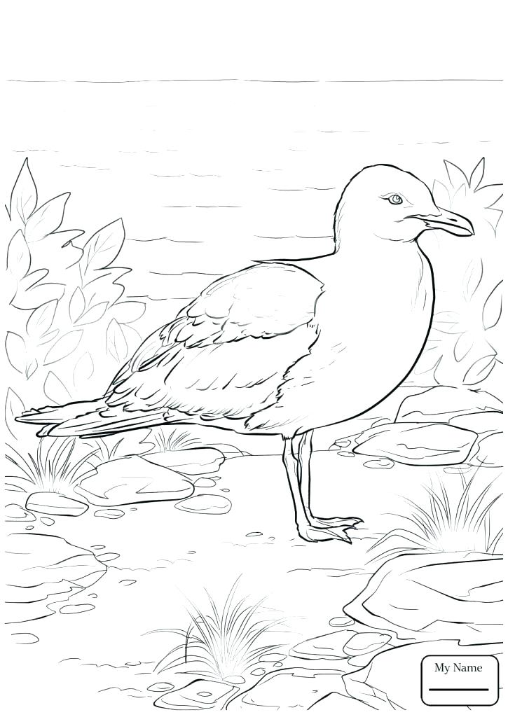 725x1024 Seagulls Coloring Pages Super Best Flying Seagull - Flying Seagull Drawing
