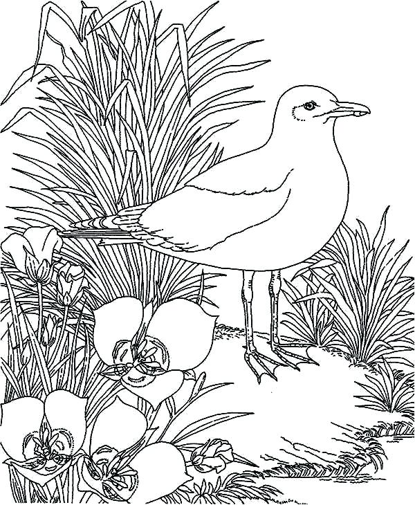 600x730 Cozy Design Pictures Of Seagulls To Colour Seagull Drawing - Flying Seagull Drawing