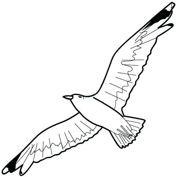 Flying Seagull Drawing at PaintingValley.com | Explore collection of