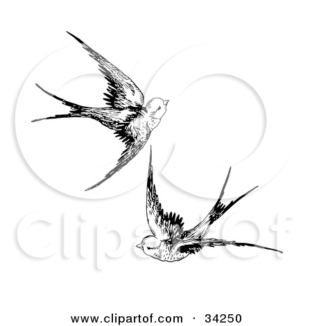450x470 Drawn Sparrow Clip Art - Flying Sparrow Drawing