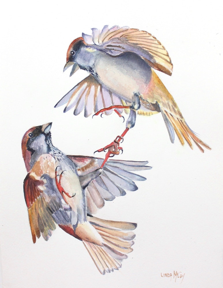 773x999 Gladiators, Flying Sparrow Watercolor - Flying Sparrow Drawing