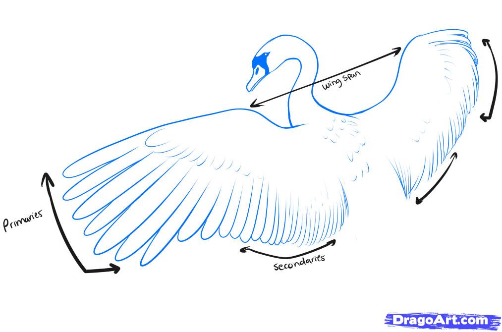 1013x670 How To Draw A Flying Bird, How To Draw A Bird, Step - Flying Sparrow Drawing