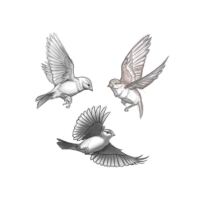 700x700 Drawn Sparrow In Flight Free Clip Art Stock Illustrations - Flying Sparrow Drawing