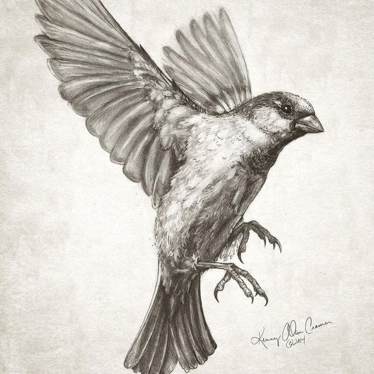 736x736 Go Tattoos, Sparrow Tattoo, Drawings - Flying Sparrow Drawing