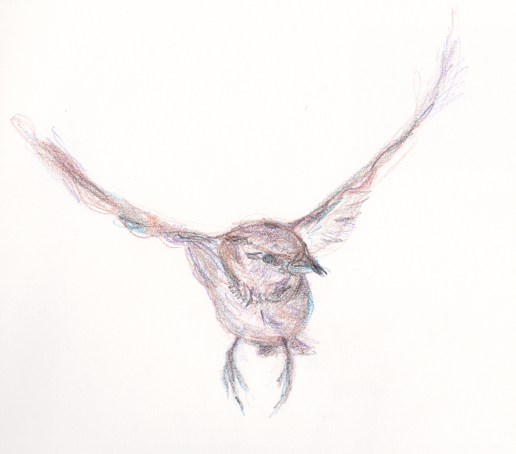 1706x1500 Sparrow Method Two Madness - Flying Sparrow Drawing