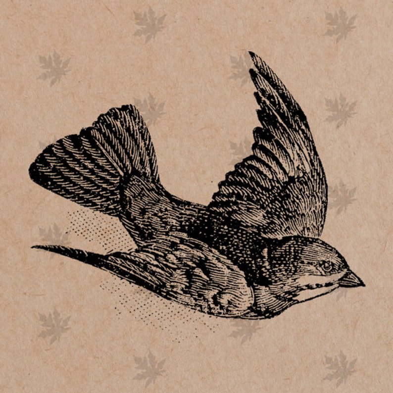 Flying Sparrow Drawing at Explore collection of