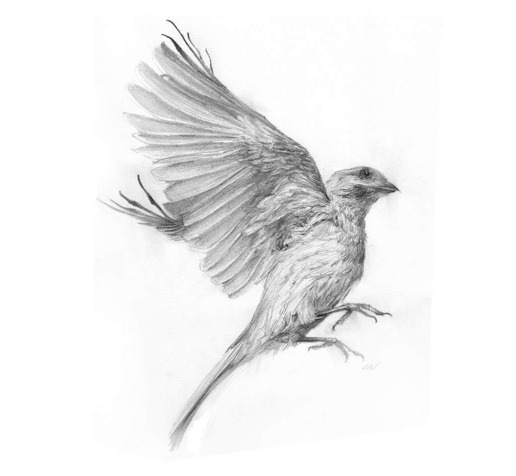  Flying Sparrow Drawing at PaintingValley.com Explore 