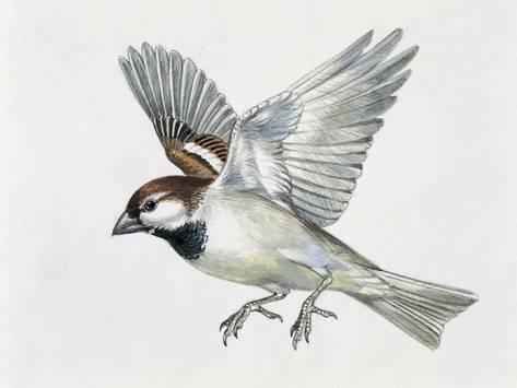 473x355 Close Up Of A Sparrow Flying - Flying Sparrow Drawing