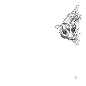 300x300 Flying Squirrel Drawings Fine Art America - Flying Squirrel Drawing