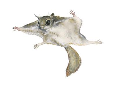 400x300 New World Flying Squirrel - Flying Squirrel Drawing