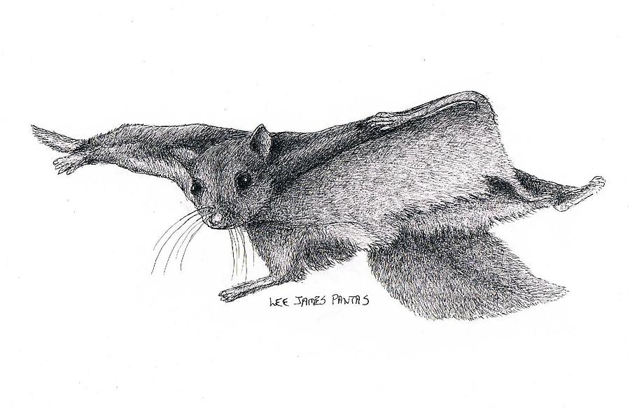 900x584 Northern Flying Squirrel Drawing - Flying Squirrel Drawing