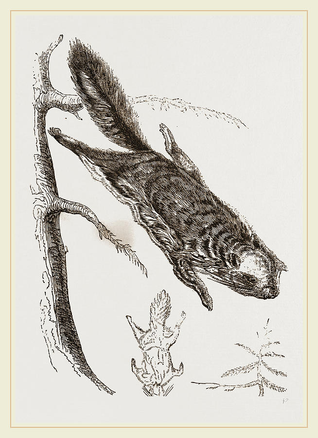 654x900 Rocky Mountain Flying Squirrel Drawing - Flying Squirrel Drawing