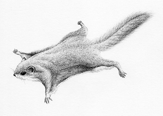 570x407 Siberian Flying Squirrel Original Miniature Ink Drawing Etsy - Flying Squirrel Drawing
