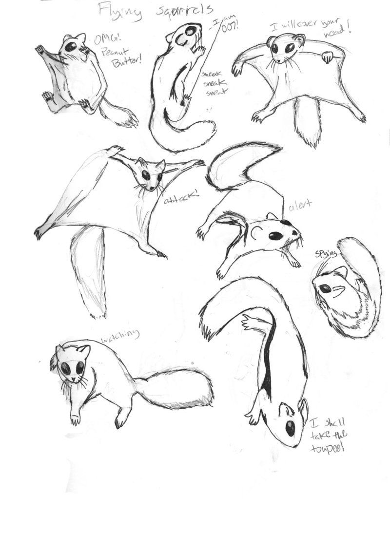 800x1094 Flying Squirrels - Flying Squirrel Drawing