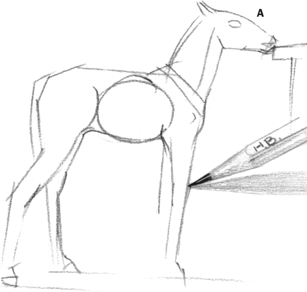 623x592 foal's body - Foal Drawing