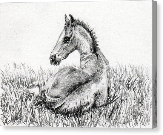 546x451 foal's delight drawing - Foal Drawing