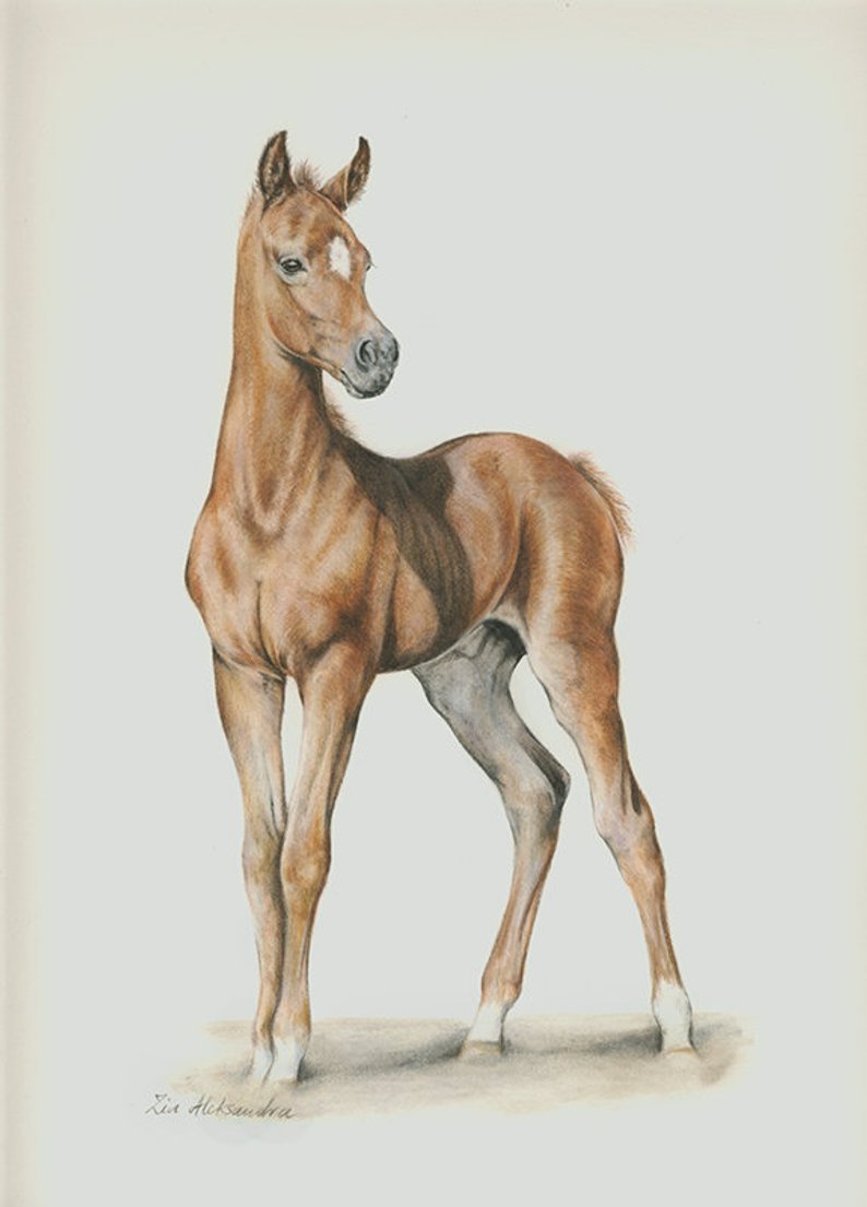 794x1105 foal original coloured pencil drawing etsy - Foal Drawing