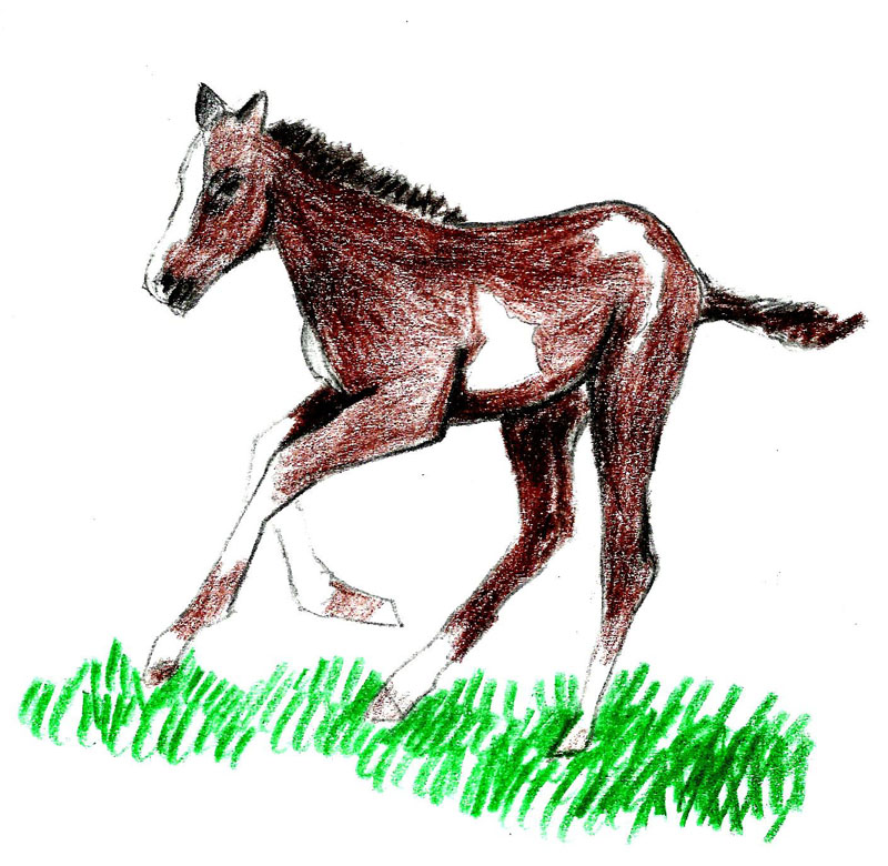 800x780 how to draw a foal steps - Foal Drawing