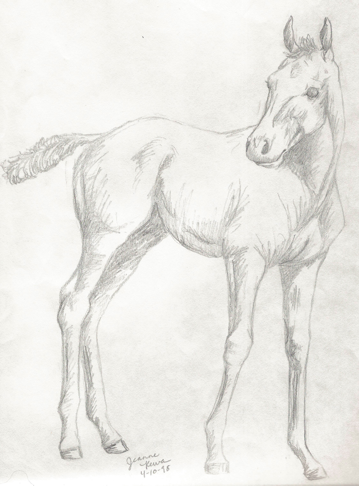 739x1000 jeanne's drawing history equine art - Foal Drawing