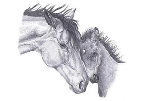 300x203 mare foal - Foal Drawing