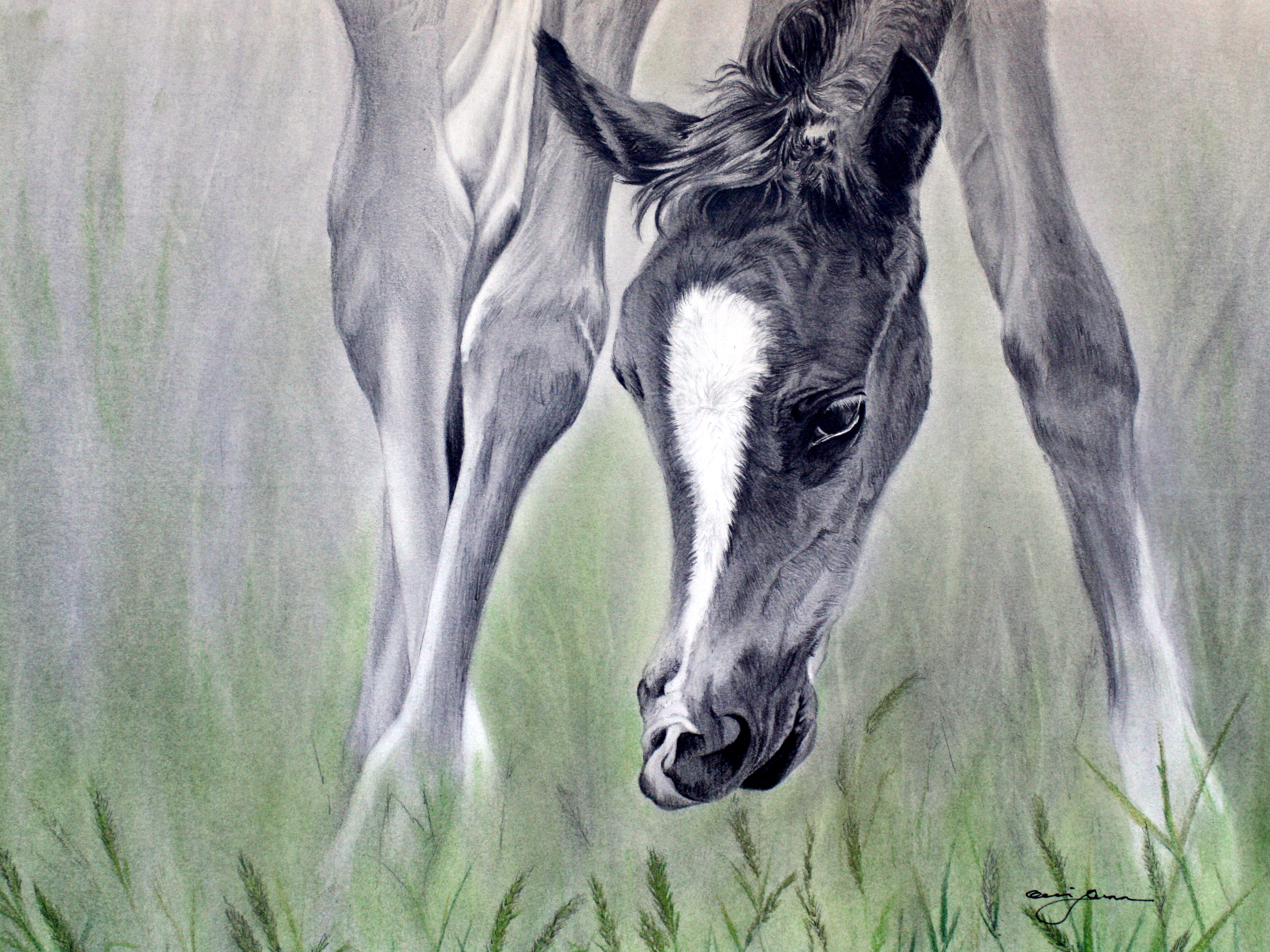 3340x2505 september foal defining the west - Foal Drawing