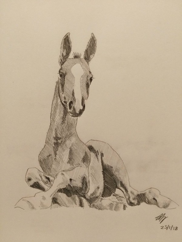 600x800 study of a foal pencil drawing aghisla draws - Foal Drawing