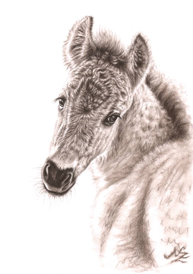 770x1093 wildhorse foal drawing - Foal Drawing