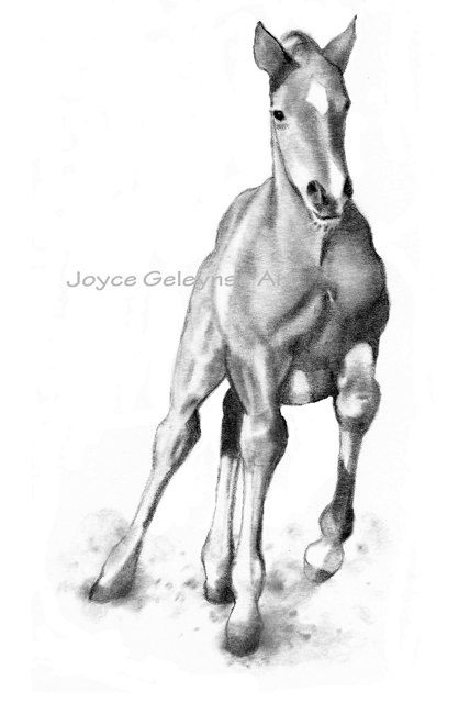 428x640 foal pencil art horse art pencil drawings, art, horse drawings - Foal Drawing