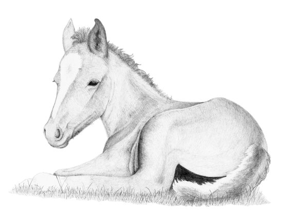 570x415 baby horse digital download art resting foal printable etsy - Foal Drawing