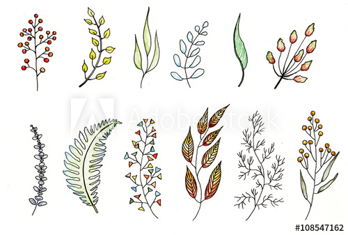 500x337 foliage, watercolor and ink drawing, botanical illustration - Foliage Drawing