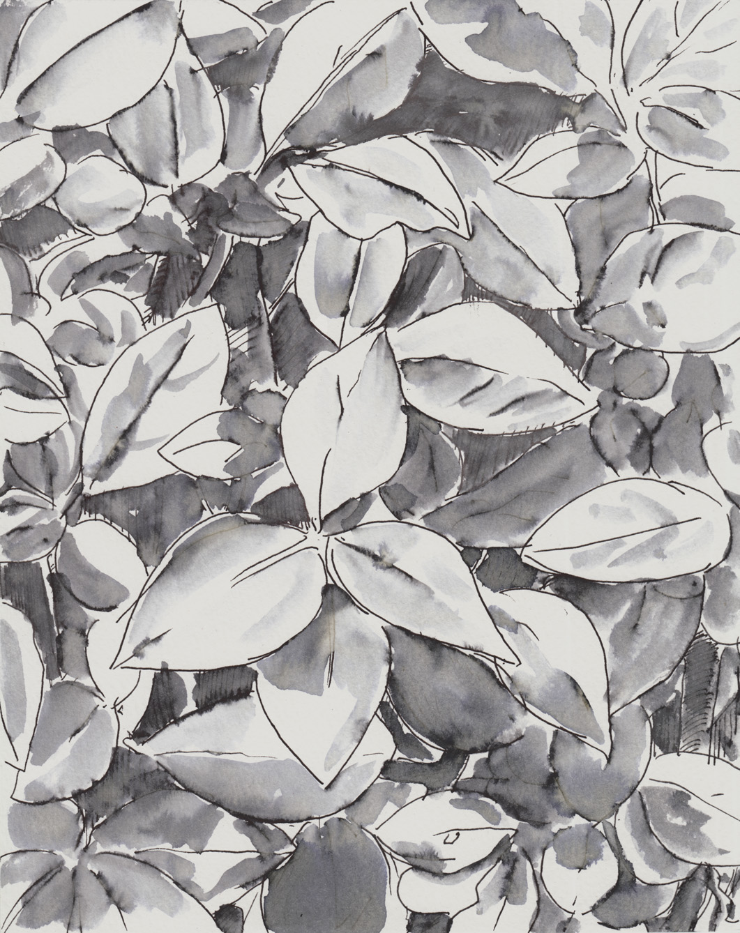 1061x1338 provincetown foliage drawings dan mazur's comics - Foliage Drawing