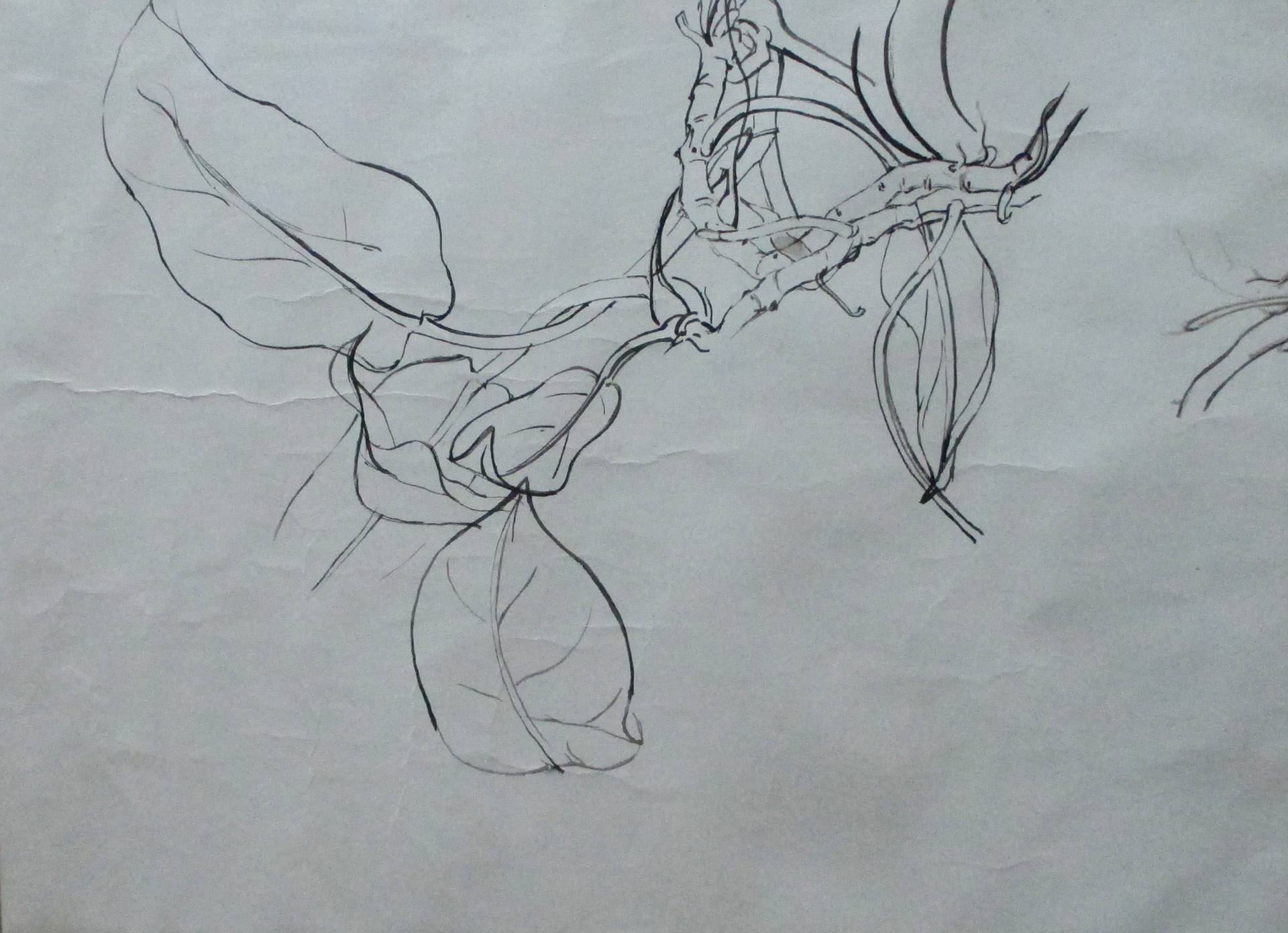 1920x1391 foliage - Foliage Drawing