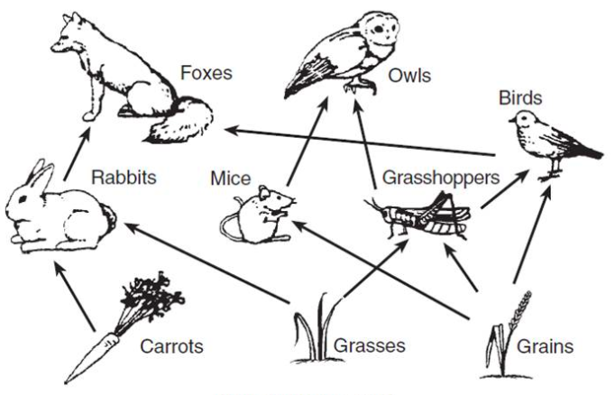 Food Chain Drawing at PaintingValley.com | Explore collection of Food ...